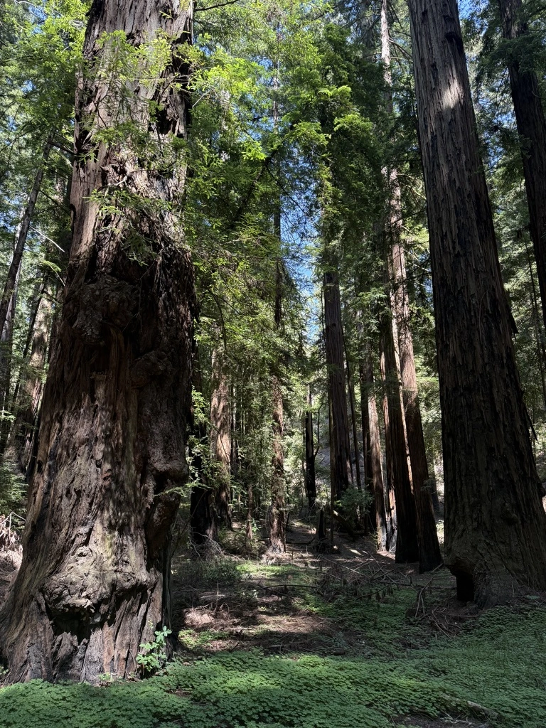 Redwood National Park