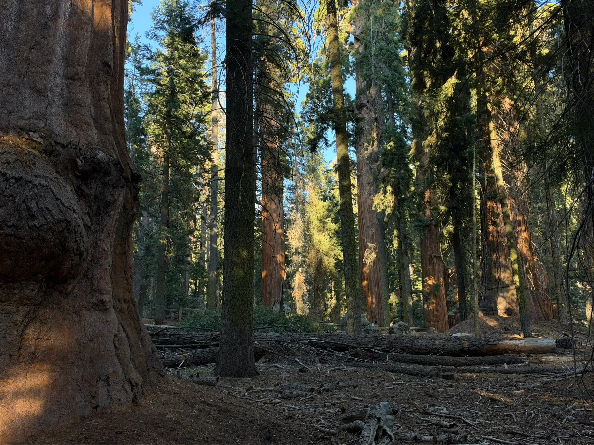 Sequoia National Park